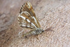 Bupalus piniaria - Bordered White, Austerfield.