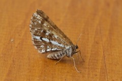 Bupalus piniaria - Bordered White, Austerfield.