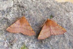 Colotois pennaria - Feathered Thorn, Austerfield.