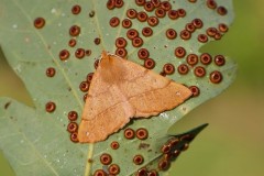 Colotois pennaria - Feathered Thorn, Austerfield.