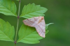 Colotois pennaria - Feathered Thorn, Austerfield.
