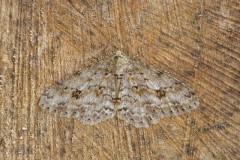 Ectropis crepuscularia - The Engrailed, Austerfield.