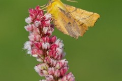 Ennomos alniaria - Canary-shouldered Thorn, Austerfield.