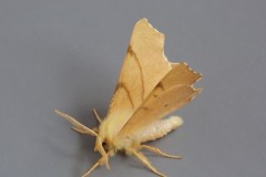 Ennomos erosaria - September Thorn, Austerfield.