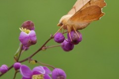 Ennomos erosaria - September Thorn, Austerfield.