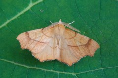 Ennomos quercinaria - August Thorn, Austerfield.