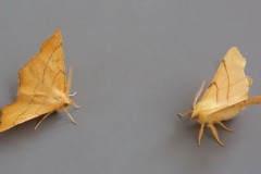 Ennomos quercinaria - August Thorn and Ennomos erosaria - September Thorn comparison, Austerfield.