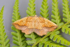 Epione repandaria - Bordered Beauty, Austerfield.