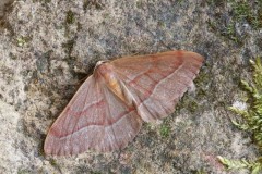 Hylaea fasciaria - Barred Red, Austerfield.