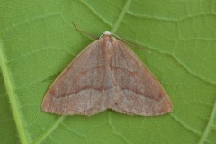 Hylaea fasciaria - Barred Red, Austerfield.