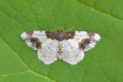 Ligdia adustata - Scorched Carpet, Austerfield.