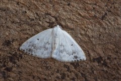 Lomographa temerata - Clouded Silver, Austerfield.
