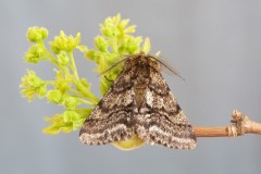 Lycia hirtaria - Brindled Beauty, Austerfield.