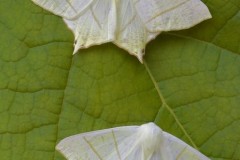 Ourapteryx sambucaria - Swallow-tailed Moth, Austerfield.