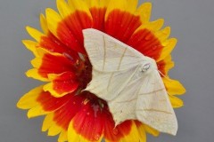 Ourapteryx sambucaria - Swallow-tailed Moth, Austerfield.