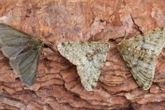 Phigalia pilosaria - Pale Brindled Beauty, (colour forms), Austerfield.