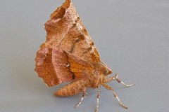 Selenia dentaria - Early Thorn, Austerfield.