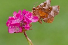 Selenia tetralunaria - Purple Thorn, Austerfield.