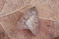 There primaria - Early Moth, Austerfield.