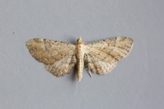 Eupithecia simpliciata - Plain Pug, Woodside Nurseries, Austerfield.