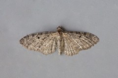 Eupithecia virgaureata - Golden-rod Pug, Woodside Nurseries, Austerfield.