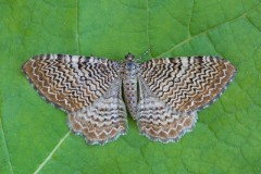 Hydria undulata - Scallop Shell, Woodside Nurseries, Austerfield.