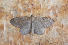 Philereme vetulata - Brown Scallop, Woodside Nurseries, Austerfield.