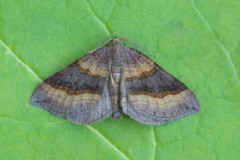 Scotopteryx chenopodiata - Shaded Broad-bar, Woodside Nurseries, Austerfield.