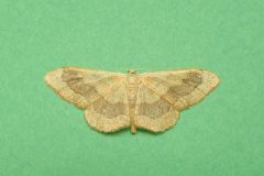 Idaea aversata - Riband Wave - Kirk Smeaton
