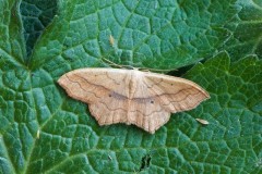 Scopula imitaria - Small Blood-vein, Woodside Nurseries, Austerfield.
