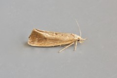 Orthotelia sparganella, Austerfield.
