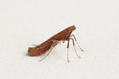 Caloptilia stigmatella, Austerfield.