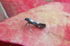 Eucalybites aurogutella, Austerfield.