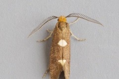 Incurvaria masculella, Austerfield.