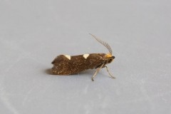Incurvaria masculella, Austerfield.