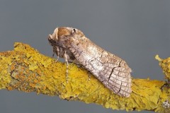 Cossus cossus - Goat Moth, Austerfield.
