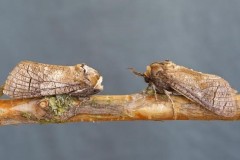 Cossus cossus - Goat Moth, Austerfield.