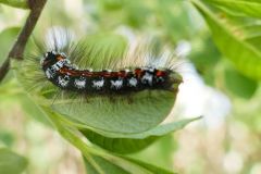 Euproctis similis, - Yellow-tail, Thorne Moor