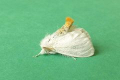 Euproctis similis - Yellow-tail (male) - Kirk Smeaton