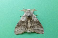 Calliteara pudibunda - Pale Tussock Moth - Kirk Smeaton.