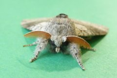 Calliteara pudibunda - Pale Tussock Moth - Kirk Smeaton