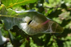 Calliteara pudibunda - Pale Tussock (caterpillar), Intake, Doncaster