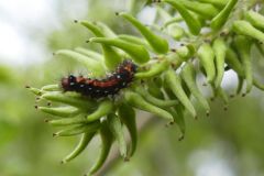 Euproctis similis - Yellow Tail, Thorne Moor.