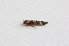 Mompha bradleyi, Woodside Nurseries, Austerfield.