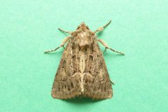 Thalpophila matura - Straw Underwing - Kirk Smeaton