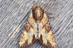 Apamea crenata - Clouded-bordered Brindle, Austerfield.