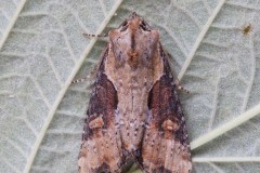 Lateroligia ophiogramma - Double Lobed, Austerfield.