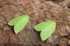 Bena bicolorana - Scarce Silver-lines, Austerfield.