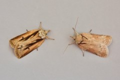 Nycteola revayana - Oak Nycteoline, Austerfield.