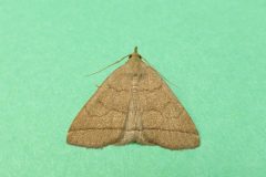 Zanclognatha tarsipennalis - Fan-foot - Kirk Smeaton